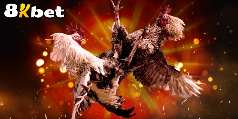 Top 4+ loại hình game đá gà trực tiếp tại 8KBET
