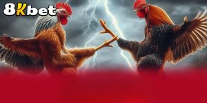Game cá cược đá gà tại 8KBET